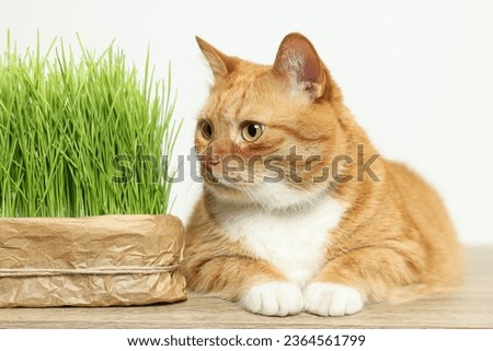 Cute ginger cat near potted green grass on wooden table against white background