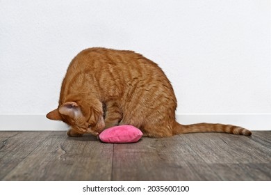 Cute Ginger Cat Play With Pink Catnip Toy.