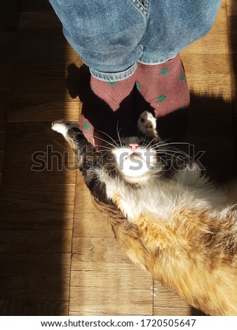 Cute ginger cat playing with legs in socks on wooden floor in sunlight.