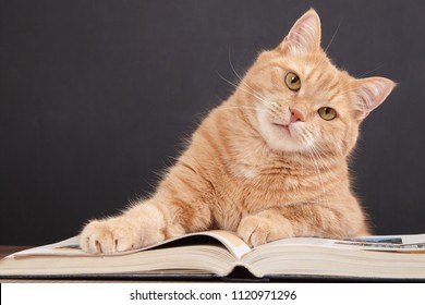 Cute Ginger Cat Is Reading A Book