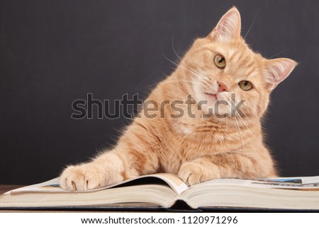 Cute ginger cat is reading a book