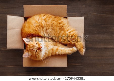 Cute ginger cat settled in carton box on wooden table. Fluffy pet stares with sleepy expression on face. Boxing Day concept.