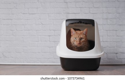 Cute ginger cat sitting in a litter box and look to the camera.