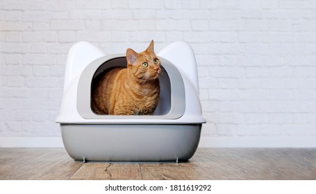Cute ginger cat sitting in a litter box and looking sideways. Panoramic image with copy space.