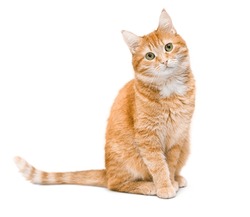 Cute Ginger Cat Sitting And Looking At The Camera ,isolated On White Background