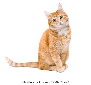 cute ginger cat sitting and looking at the camera ,isolated on white background