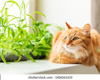 Cute ginger cat is sitting on window sill near flower pots with arugula salad, basil and cat grass. Fluffy pet is staring curiously. Cozy home with plants.