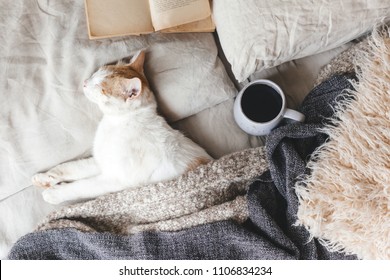 Cute ginger cat is sleeping in the bed on warm blanket. Cold autumn or winter weekend while reading a book and drinking warm coffee or tea. Hygge concept.