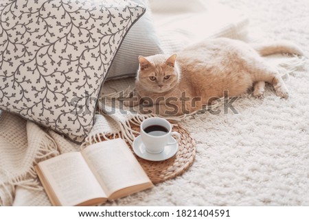Cute ginger cat is sleeping in the bed on warm blanket. Cold autumn or winter weekend while reading a book and drinking warm coffee or tea.
