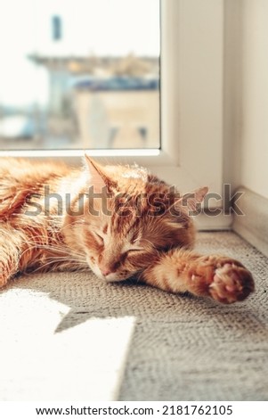 Cute ginger cat sleeping  on the floor in sun spot at home closeup 