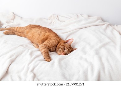 Cute ginger cat sleeps on bed with white fluffy blanket