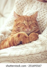 Cute Ginger Cat Sleeps On Warm Knit Sweater