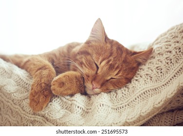 Cute Ginger Cat Sleeps On Warm Knit Sweater