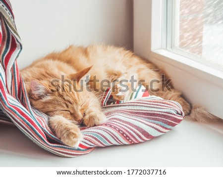 Cute ginger cat sleeps on window sill. Fluffy pet has a nap on colorful textile curtain. Domestic animal at cozy home.