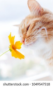 Cute ginger cat smelling a yellow flower. Fluffy pet frowning with pleasure. Cozy spring morning at home.