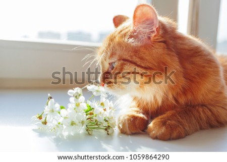 Cute ginger cat smells a bouquet of cherry flowers. Cozy spring morning at home. 