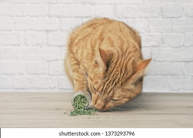  Cute Ginger Cat Sniffing Dried Catnip.