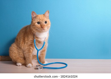 cute ginger cat with stethoscope on blue background, veterinary clinic concept - Powered by Shutterstock