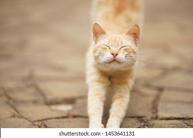 Cute Ginger Cat Is Stretching In The Street With Closed Eyes