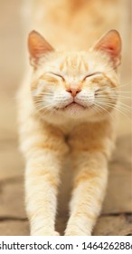 Cute Ginger Cat Is Stretching In The Street With Closed Eyes