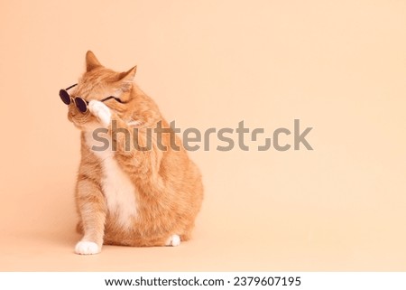 Cute ginger cat in stylish sunglasses on beige background. Space for text