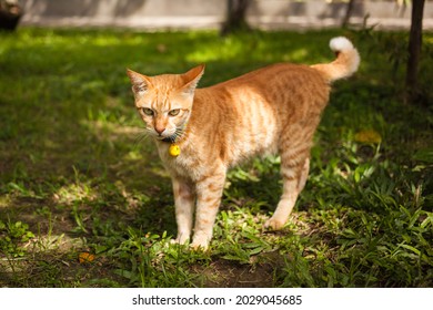 A cute ginger cat in summer light in a garden. - Powered by Shutterstock