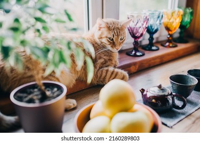 Cute Ginger Cat At The Sunny Window. Morning Breakfast With Apples And Tea