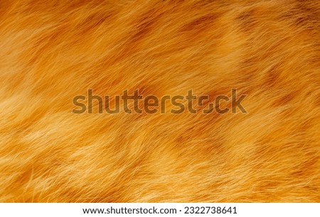 Cute ginger cat texture background. Close up shot of ginger tabby cat's fluffy fur.