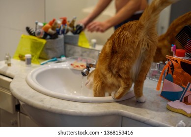 Cute Ginger Cat Tom Is Drinking Running Water From A Bathroom Faucet  Standing In The Sink. Reflection Of Young Man's Arms In The Mirror On The Background.