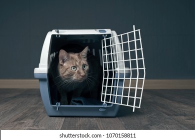 Cute Ginger Cat In A Travel Crate.
