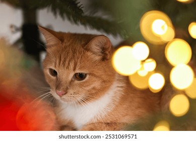 Cute ginger cat under decorated Christmas tree indoors, closeup - Powered by Shutterstock