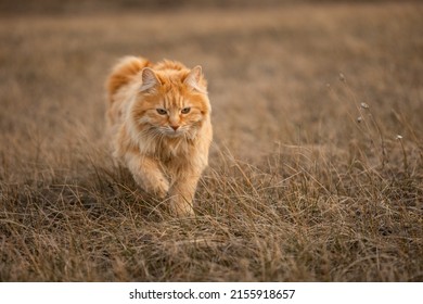 Cute Ginger Cat Walking In Dry Grass