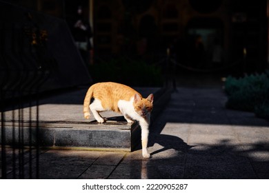 Cute Ginger Cat Walking On The Street