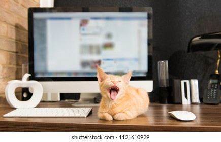 Cute ginger cat yawning while sitting on a desk by a computer, keyboard and mouse, hard drives and other office equipment