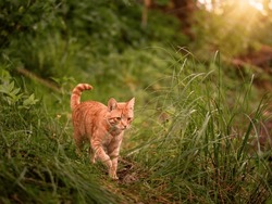 Cute Ginger Color Tabby Cat Running In Tall Green Grass. Home Pet In Wild Nature Environment.