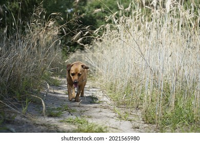 Cute Ginger Dog In A Wheat Feild