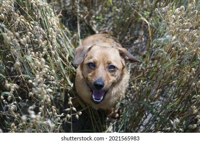 Cute Ginger Dog In A Wheat Feild