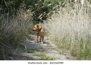 Cute Ginger Dog In A Wheat Feild