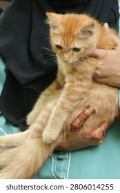 Cute ginger kitten being held by a person with ginger cat domestic affection friendship adoption innocent