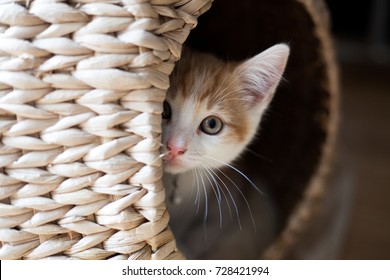 cute ginger kitten peeking out of a wicker pod