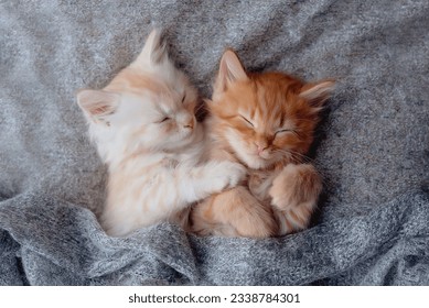 Cute ginger kittens sleeping on blanket. Cats rest napping on bed. Comfortable pet sleeping in cozy home. Top view 