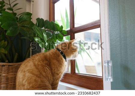 Cute Ginger cat siting on window waiting for owner