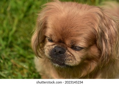 Cute Ginger Pekingese Dog With His Nose Scrunched Up While Playing Outside.