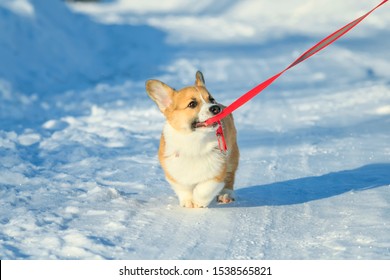 cute ginger puppy dog Corgi walks on white snow on road in Park winter and pulling ceasing teeth