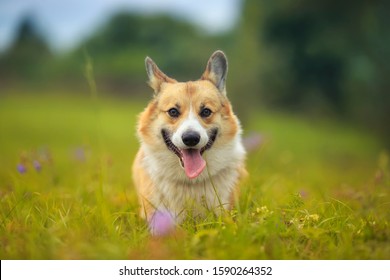 cute ginger puppy dog red Corgi runs on a green bright meadow on a Sunny summer day sticking out his tongue