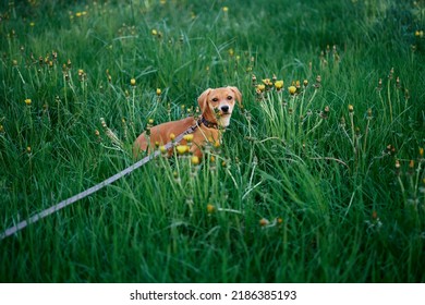 Cute Ginger Puppy Dog Sitting In A Grass With Leash For Dog. Pet Photo Concept. Funny Brown Playful Doggy Sitting On A Green Grass Outdoor. High Quality Photo