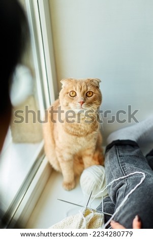 Cute ginger scottish cat, sitting on windowsill at home with mature woman and knitting. Adorable domestic pet concept, love pets.