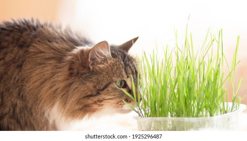 Cute ginger Siberian cat sitting beside a plant pot with fresh green grass