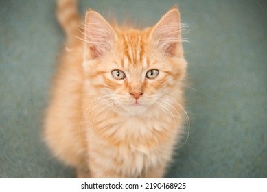 Cute Ginger Striped Rescue Kitten