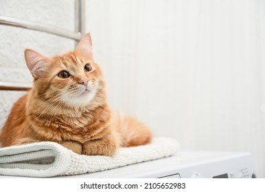 Cute ginger tabby cat laying on top of washing machine in bathroom closeup